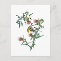 American Goldfinch John Audubon Birds of America