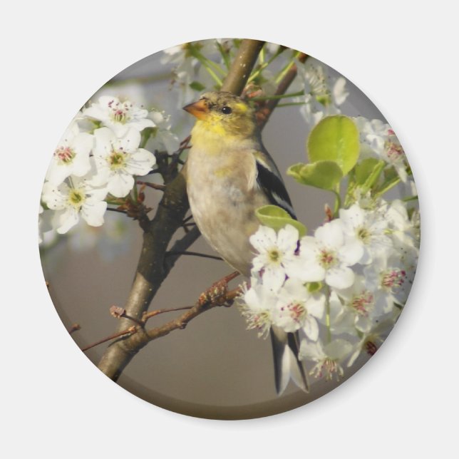 American Goldfinch Magnet (Vorne)