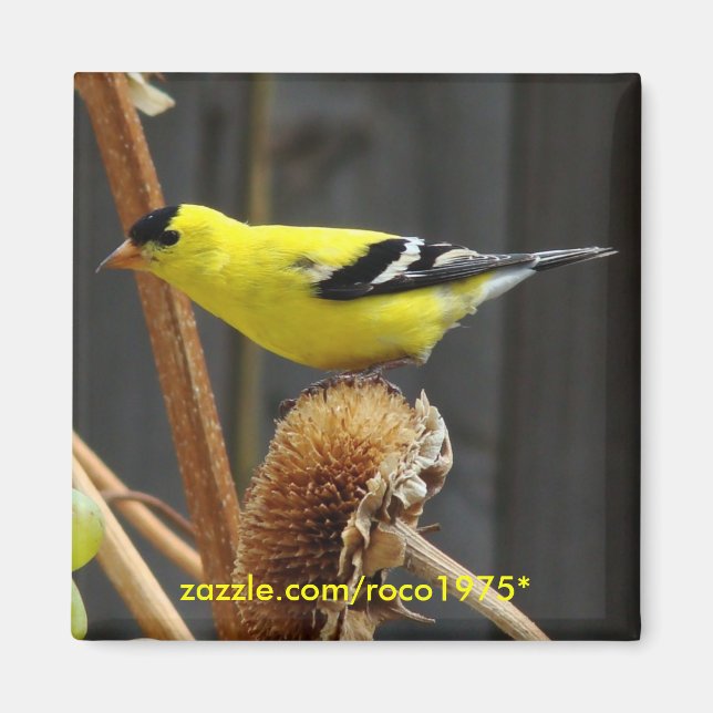 American Goldfinch Magnet (Vorne)