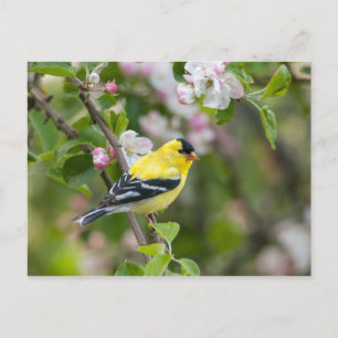 American Goldfinch mit Frühlingsapfelblüten Postkarte