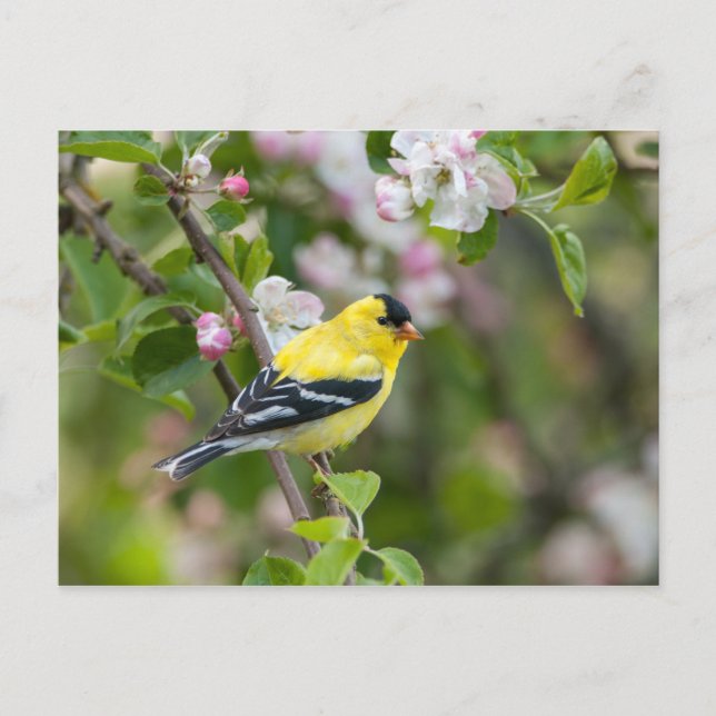 American Goldfinch mit Frühlingsapfelblüten Postkarte (Vorderseite)