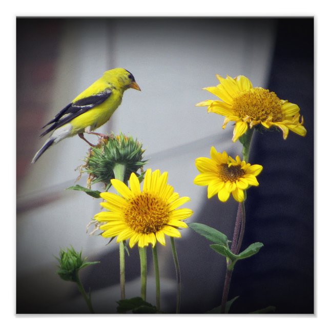 American Goldfinch on Daisis Art Print Fotodruck (Vorne)