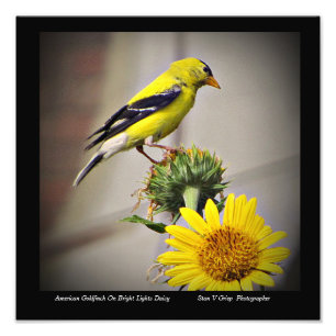 American Goldfinch on Daisy Wall Art Print Fotodruck
