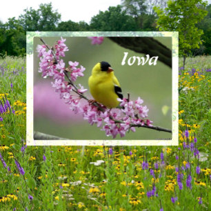 American Goldfinch on Redbud Tree, Iowa Staat Bird Postkarte