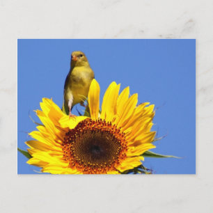 American Goldfinch on Sunflower Postkarte