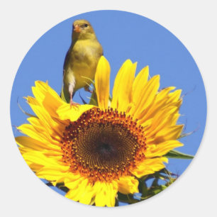 American Goldfinch on Sunflower Runder Aufkleber