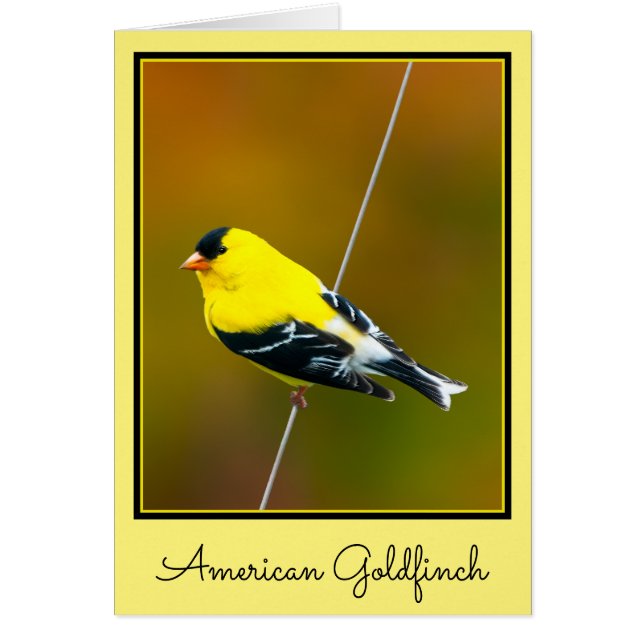 American Goldfinch - Originalfotografie (Vorne)