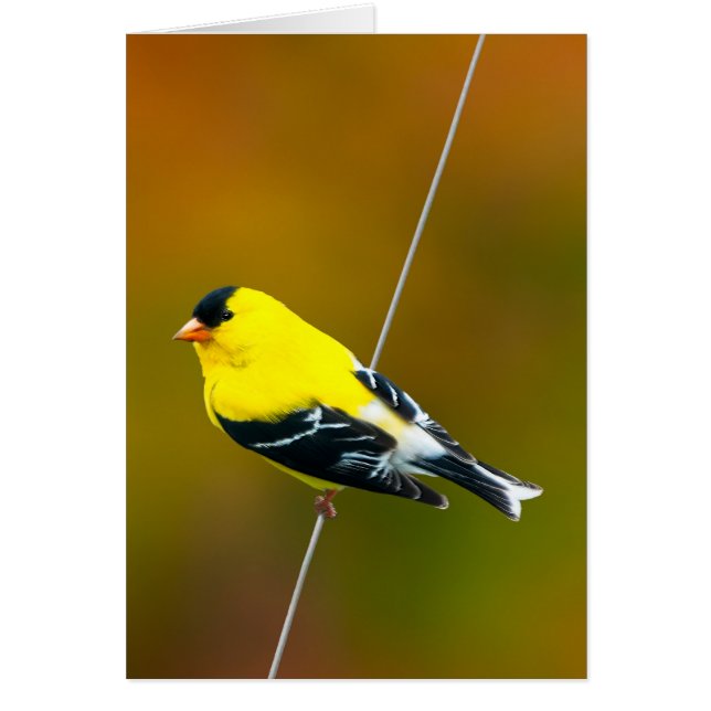 American Goldfinch - Originalfotografie (Vorne)