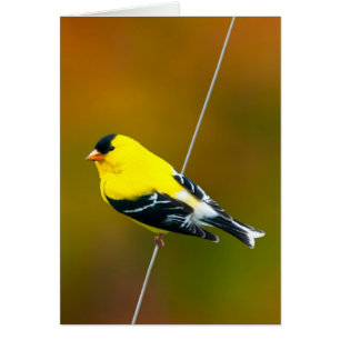 American Goldfinch - Originalfotografie