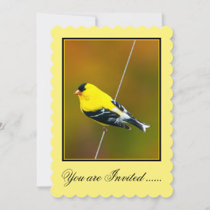 American Goldfinch - Originalfotografie Einladung