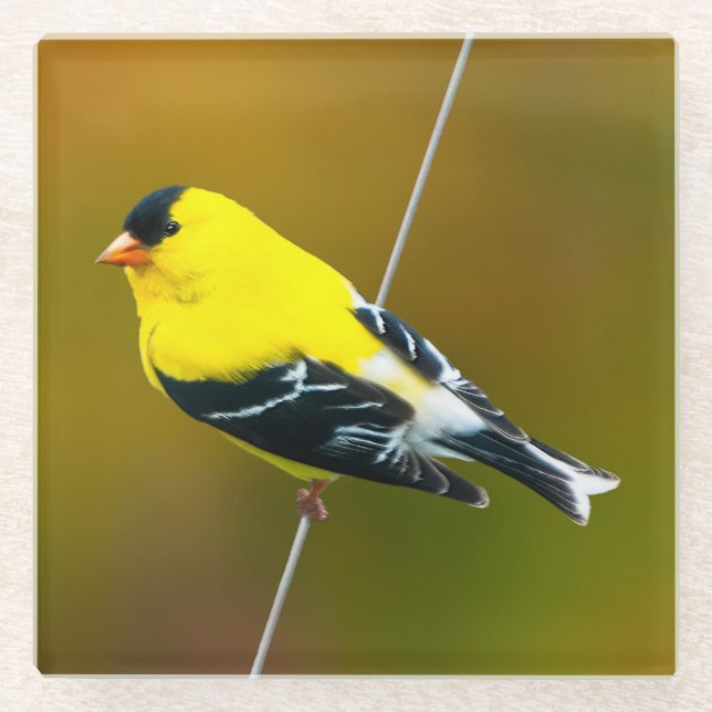 American Goldfinch - Originalfotografie Glasuntersetzer (Vorderseite)