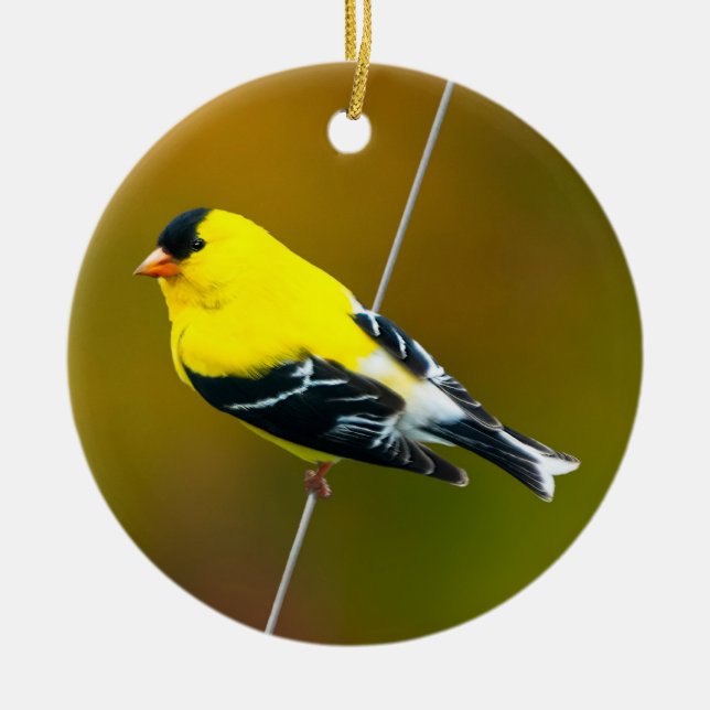 American Goldfinch - Originalfotografie Keramik Ornament (Vorne)