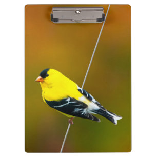 American Goldfinch - Originalfotografie Klemmbrett