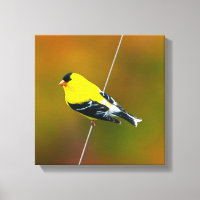 American Goldfinch - Originalfotografie