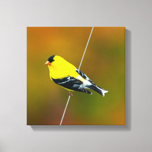 American Goldfinch - Originalfotografie Leinwanddruck
