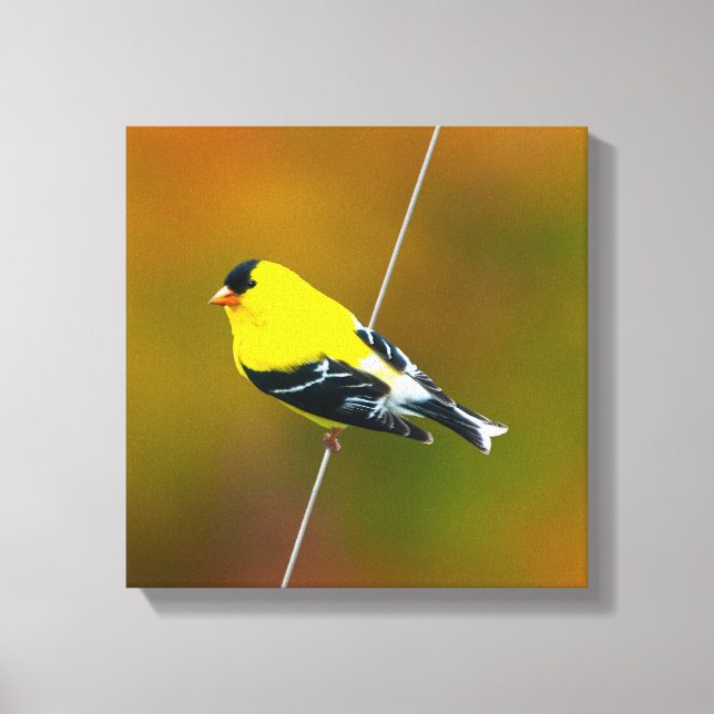 American Goldfinch - Originalfotografie Leinwanddruck (Vorderseite)