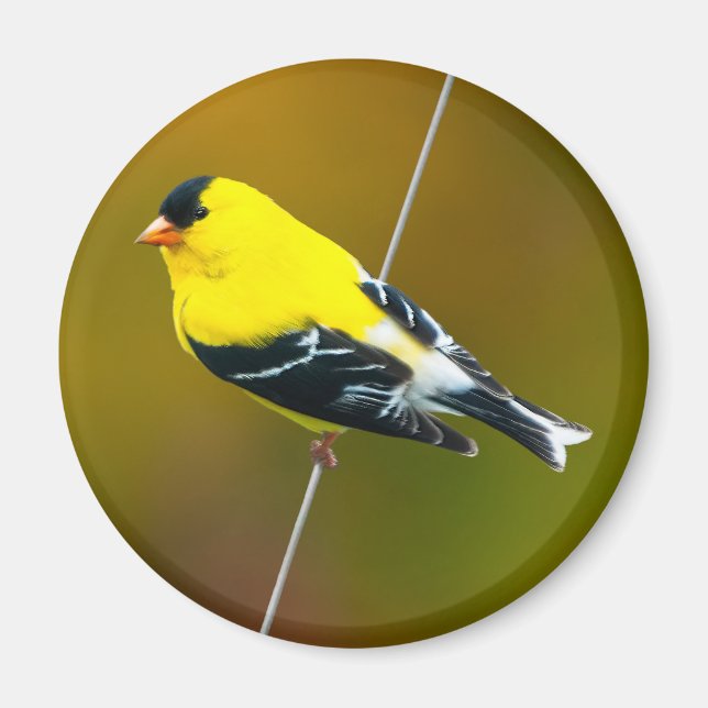 American Goldfinch - Originalfotografie Magnet (Vorne)