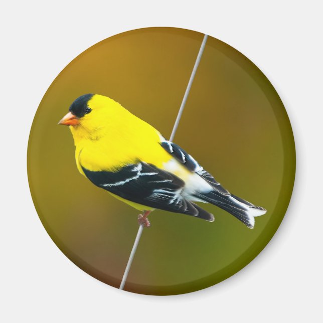 American Goldfinch - Originalfotografie Magnet (Vorne)