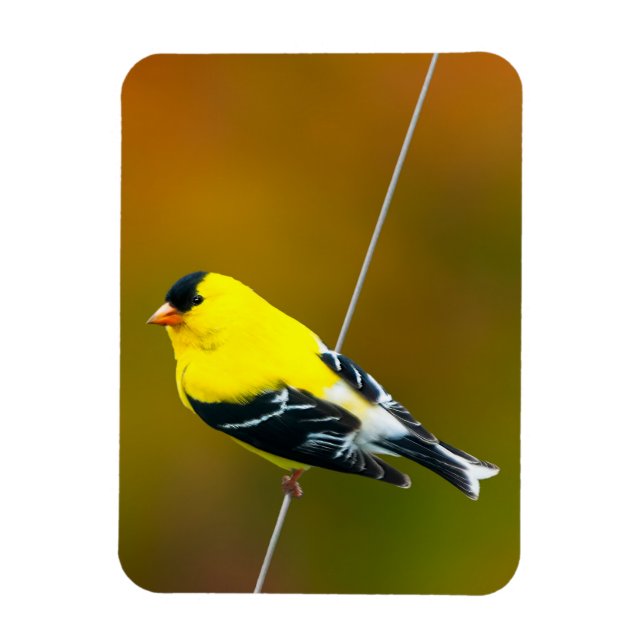 American Goldfinch - Originalfotografie Magnet (Vertikal)