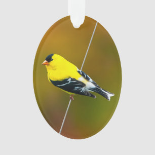 American Goldfinch - Originalfotografie Ornament