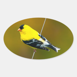 American Goldfinch - Originalfotografie Ovaler Aufkleber