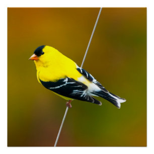 American Goldfinch - Originalfotografie Poster