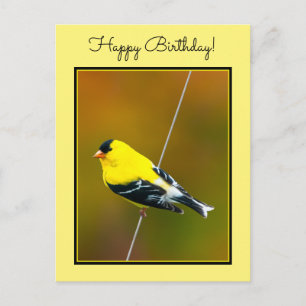American Goldfinch - Originalfotografie Postkarte