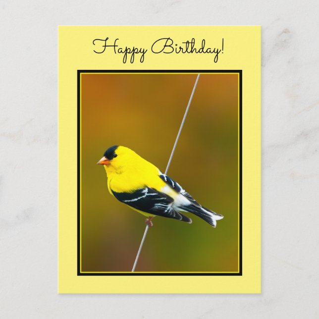 American Goldfinch - Originalfotografie Postkarte (Vorderseite)