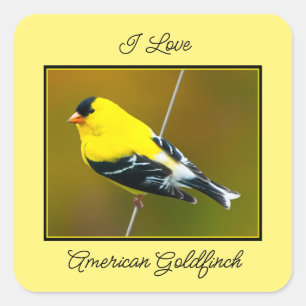 American Goldfinch - Originalfotografie Quadratischer Aufkleber