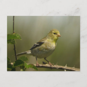 American Goldfinch Postcard Postkarte