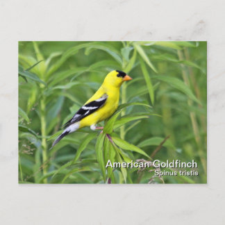 American Goldfinch Postcard Postkarte