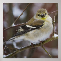 American Goldfinch