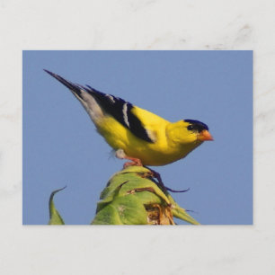 American Goldfinch Postkarte