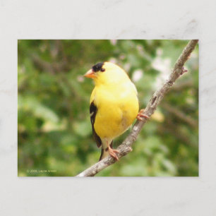 American Goldfinch Postkarte
