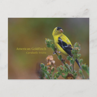 American Goldfinch Postkarte