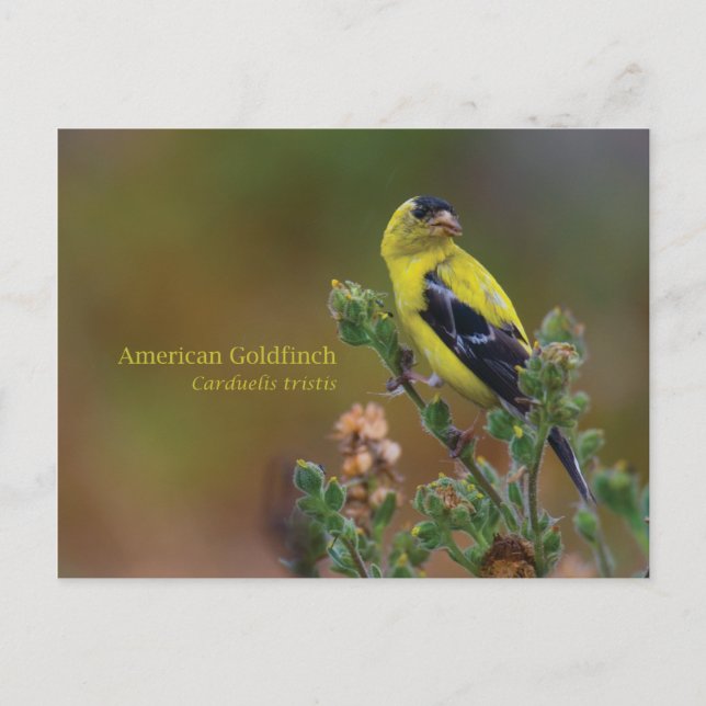 American Goldfinch Postkarte (Vorderseite)