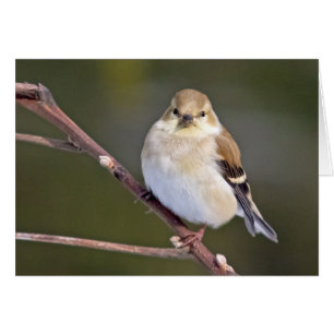 American Goldfinch sieht Sie an