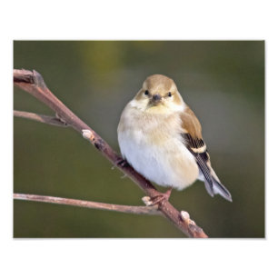 American Goldfinch sieht Sie an Fotodruck