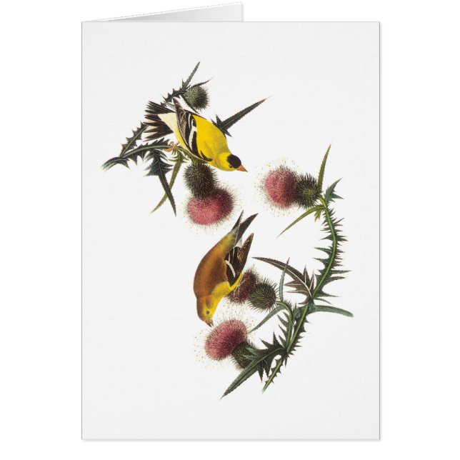 American Goldfinch von Audubon (Vorne)