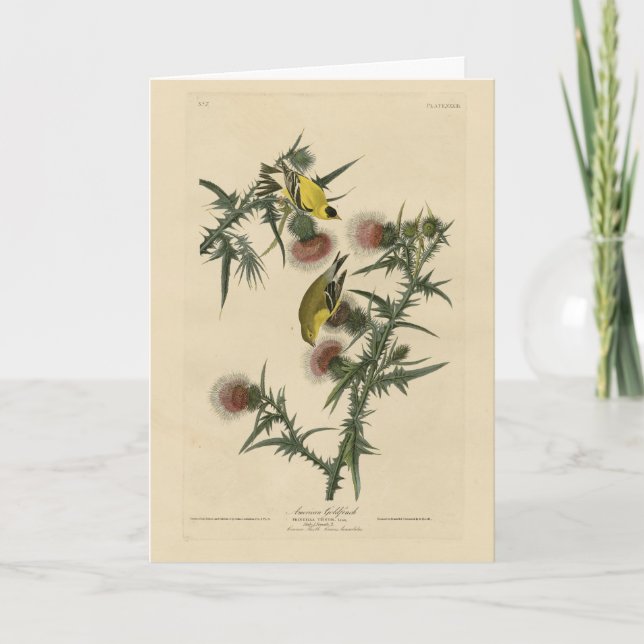 American Goldfinch von Audubons Vögeln in Amerika Karte (Vorderseite)