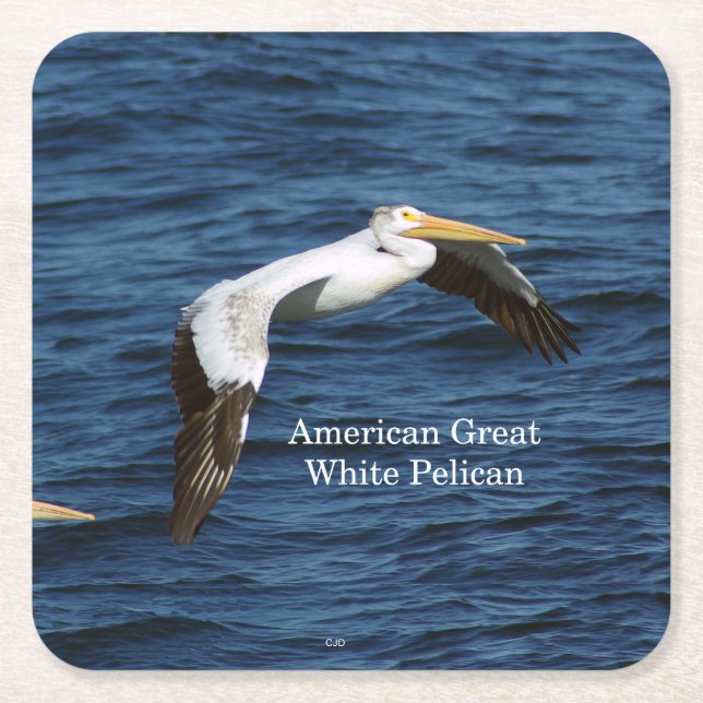 American Great White Pelican Paper Untersetzer (Vorderseite)