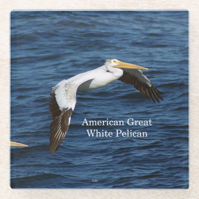 American Great White Pelican Untersetzer (Vorderseite)