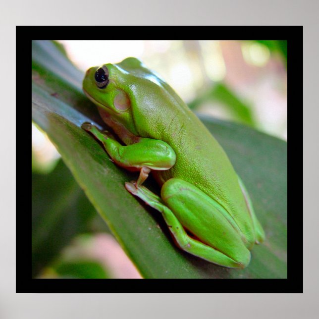 American Green Tree Frog Poster (Vorne)