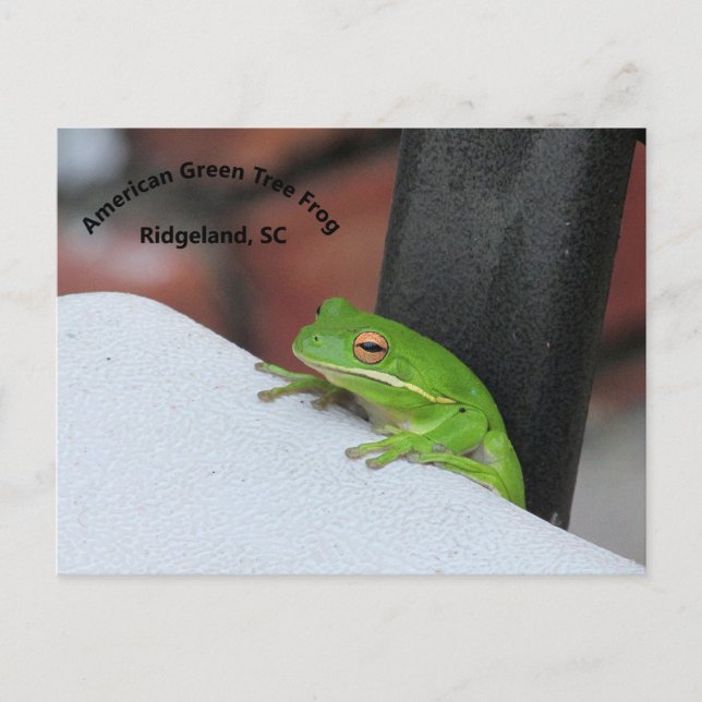 American Green Treefrog Postcard Postkarte (Vorderseite)