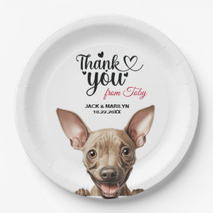 American Hairless Terrier Pappteller