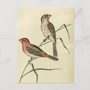 American House Finch Postkarte