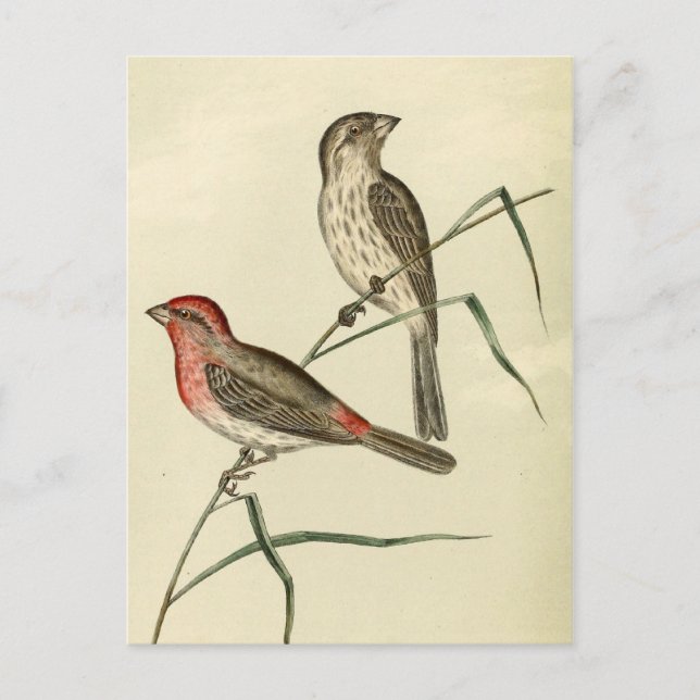 American House Finch Postkarte (Vorderseite)