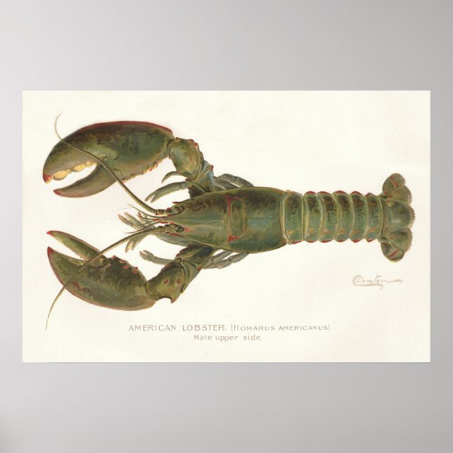 American Hummer - Sherman Denton Fish Lithograph Poster (Vorne)