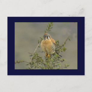 American Kestrel 1 Postkarte