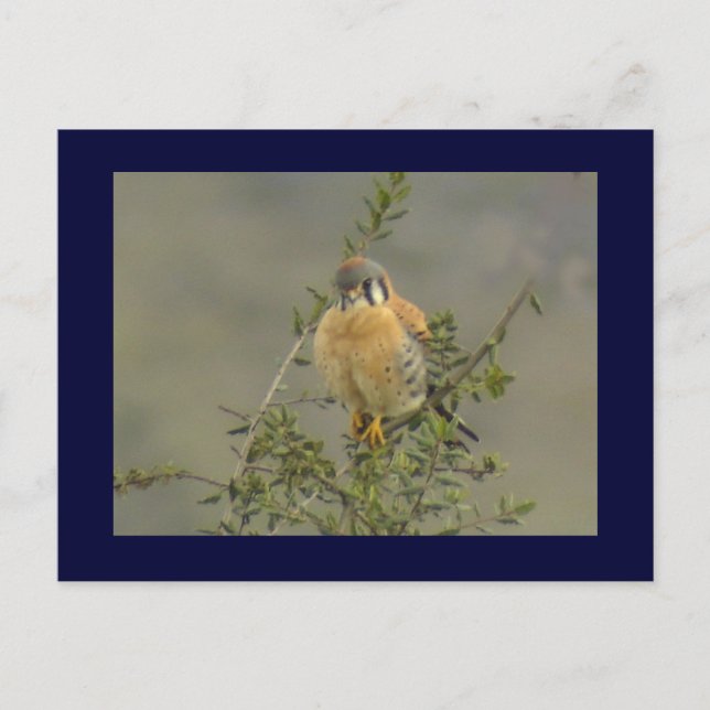 American Kestrel 1 Postkarte (Vorderseite)